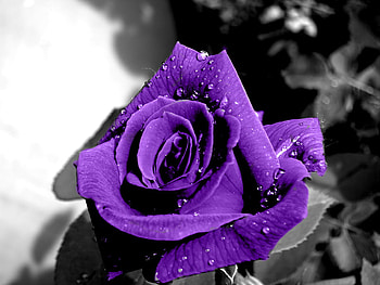 NATURES BEAUTY, rose, purple, nature, beauty HD wallpaper