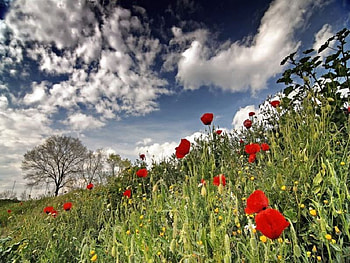 Spring for you, sky, spring HD wallpaper