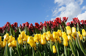 Flowers, Sky, Tulips, Flower Bed, Flowerbed, Different HD wallpaper