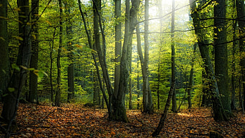 Linda floresta, floresta, arvores, paisagem, linda, verde, natureza HD wallpaper