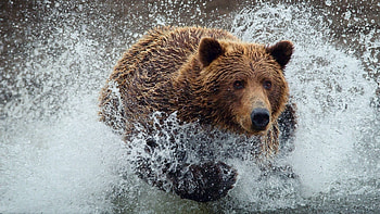 Animals, Water, Spray, Splash, Bear, Run Away, Run HD wallpaper