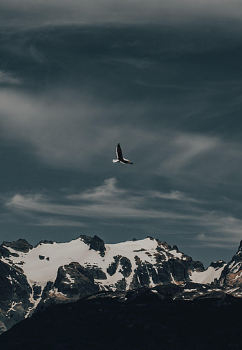 Animals, Nature, Mountain, Bird, Flight, Gull, Seagull HD phone wallpaper