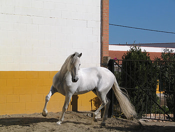 Silver 1, spanish, andalusian, horses, white HD wallpaper