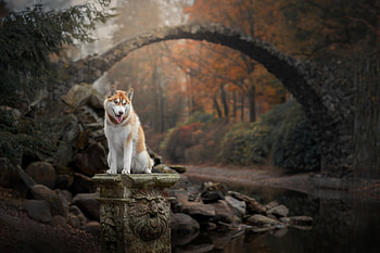 Husky, animal, dog HD wallpaper