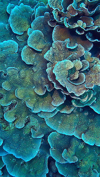 Colorful coral, Stunning , Underwater wonderland, Marine life's beauty HD phone wallpaper