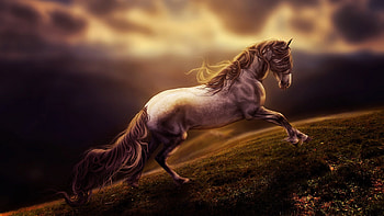 stallion, animal, horse, art HD wallpaper