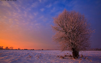 Winter sunset, winter, snow, nature, sunset, tree HD wallpaper