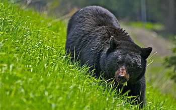 Animals, Bears HD wallpaper