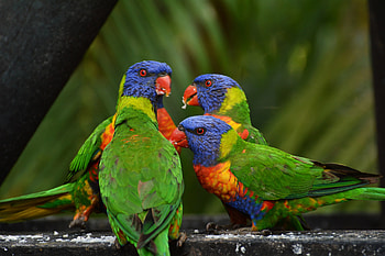 Animals, Birds, Parrots, Multicolor Lorikeet, Multi-Colored Loriket HD wallpaper