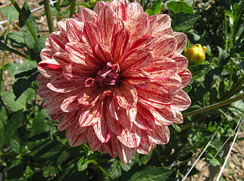 Flowers, Flower, Motley, Close-Up, Sunny, Variegated, Dahlia HD wallpaper