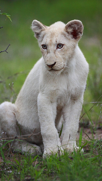 White Lion, Cute, Cub HD phone wallpaper