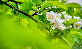 APPLE FLOWERS, landscape, nature, flowers, spring, splendor, macro HD wallpaper