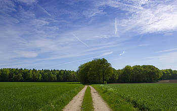 Nature, Trees, Sky, Clouds, Road, Greens, Field HD wallpaper