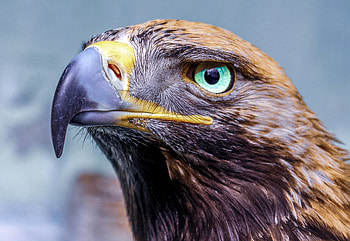 Eagle Glowing Eye , eagle, birds HD wallpaper