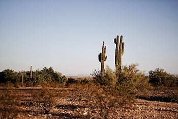 Capture of a vast desert landscape with prominent saguaro cacti under clear skies. HD wallpaper