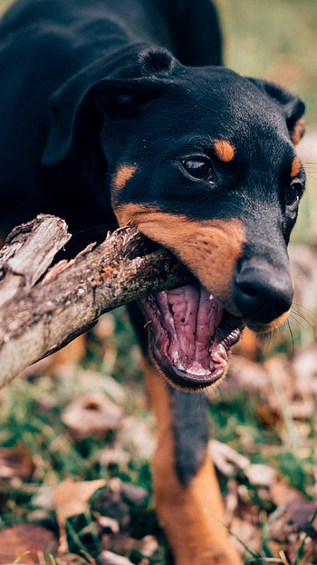 Doberman Dog, Wooden Stick HD phone wallpaper