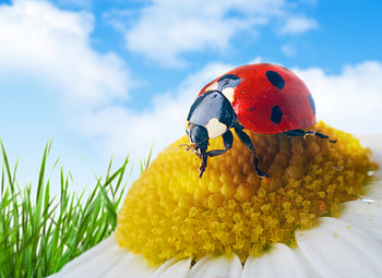 *** Ladybug ***, animal, ladybug, bugs, animals HD wallpaper