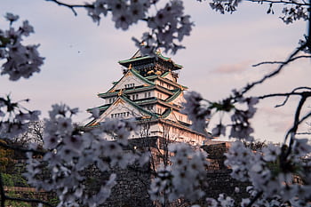Captivating view of Osaka Castle framed by cherry blossoms in full bloom during spring. HD wallpaper