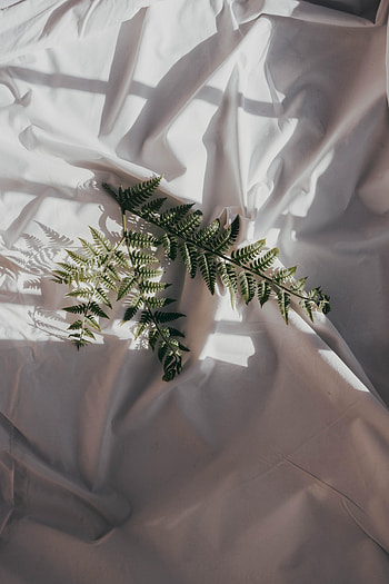 Dark, Miscellanea, Miscellaneous, Fern, Branch, Cloth, Temney HD phone wallpaper