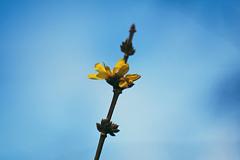 Flowers, Macro, Bloom, Flowering, Branch HD wallpaper