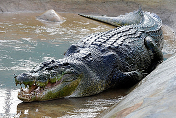 Crocodile, Reptile species, Aquatic predator, Powerful jaws HD wallpaper