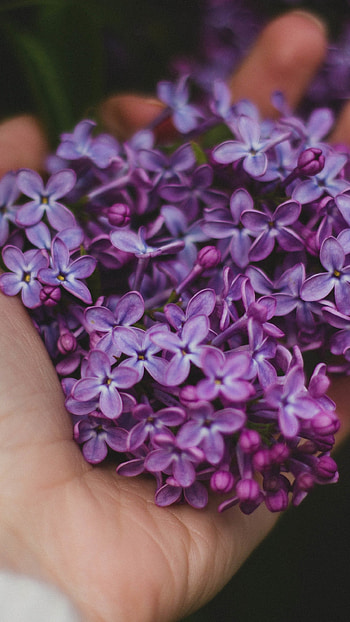 Lilac, Beautiful, Flowers, Lilac Flowers HD phone wallpaper