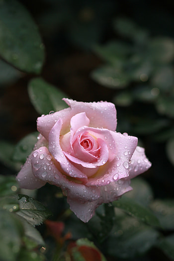 Drops, rose, flower, bloom, pink HD phone wallpaper