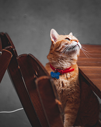 Animals, Cat, Pet, Sight, Opinion, Redhead, Collar HD phone wallpaper