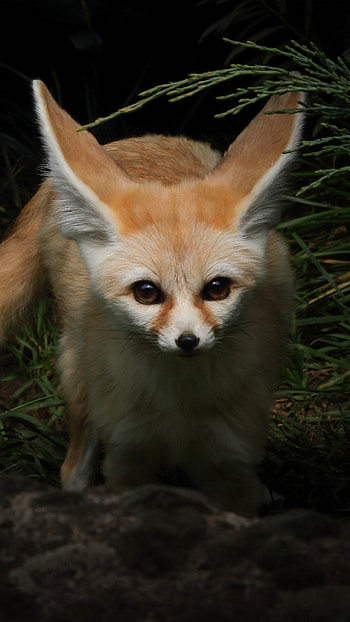 Fennec Fox, Beautiful animal, Desert dweller, Elegant creature HD phone wallpaper