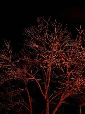 Night, atmosphere, sky, arbol, oscuro HD phone wallpaper