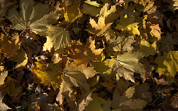 Background, Leaves HD wallpaper
