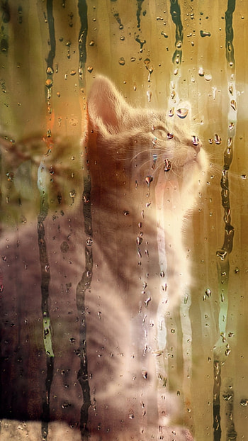 baby animal, kitten, Animal, cat HD phone wallpaper