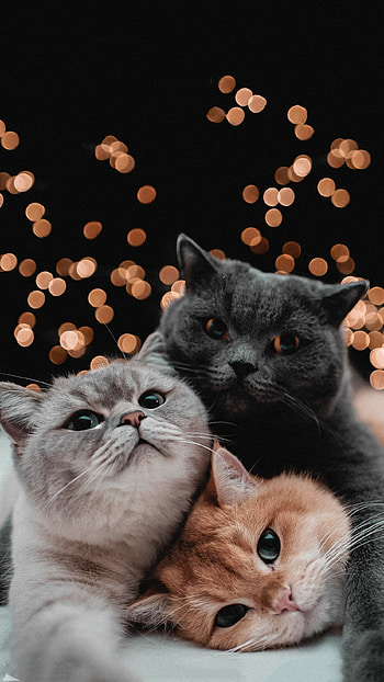 Aesthetic kittens, Ethereal beauty, Cat , Aesthetically pleasing HD phone wallpaper