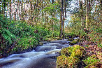 Landscape, Nature, Rivers, Stones, Forest HD wallpaper