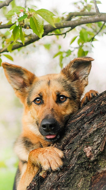German Shepherd Dog, Tree Background HD phone wallpaper