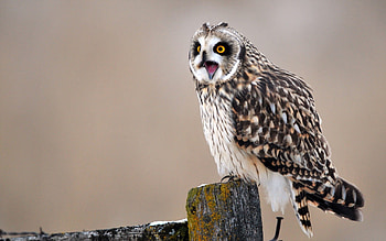 Animals, Owl, Bird, Sit, Predator HD wallpaper