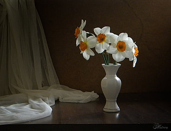 Still life, Flowers, Jug, Curtains, Daffodils HD wallpaper