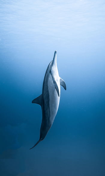 A captivating of a dolphin gracefully swimming underwater in the deep blue ocean. HD phone wallpaper