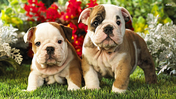 Old English Bulldog High Definition HD wallpaper