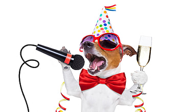 Happy New Year!, caine, new year, hat, micro, dog, party, fantasy, red, funny, card, bow HD wallpaper