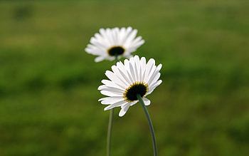 Plants, Flowers HD wallpaper