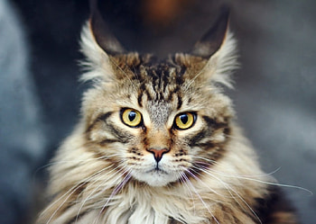 Only me., eyes, looks, cat, serious HD wallpaper