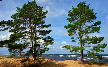 Trees by Sea, Latvia, sea, trees, beach HD wallpaper