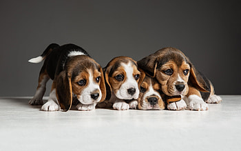 Puppies, animal, dog, puppy, cute, pet, beagle, caine, quartet HD wallpaper