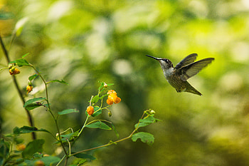 A female Ruby-throated Hummingbird (Archilochus colubris), Animal, hummingbird HD wallpaper