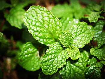 Vibrant close-up view of fresh mint leaves, showcasing their vibrant texture and color. HD wallpaper