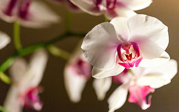 Orchids ~ for Carmen, pink, white, flower, nature, orchid HD wallpaper