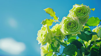 Verdant Rose Landscape — Flower, green, rose, landscape, flower HD wallpaper