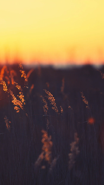 Field, Sunsets HD phone wallpaper