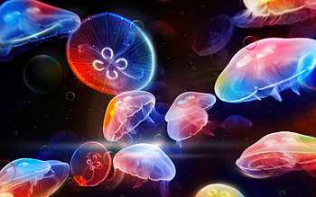 Dancing Jelly Fish, jellyfish, underwater, animals, graphy HD wallpaper
